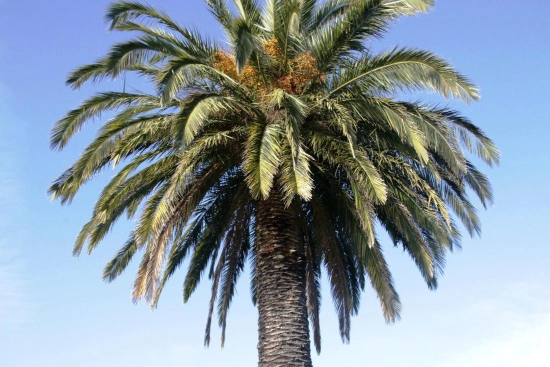 Golden Palms Motel Geelong Eksteriør billede
